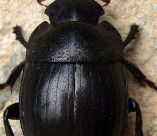 Cuidado: SPREADS SCARAB RANSOMWARE é disparado para mais de 12 milhões de emails